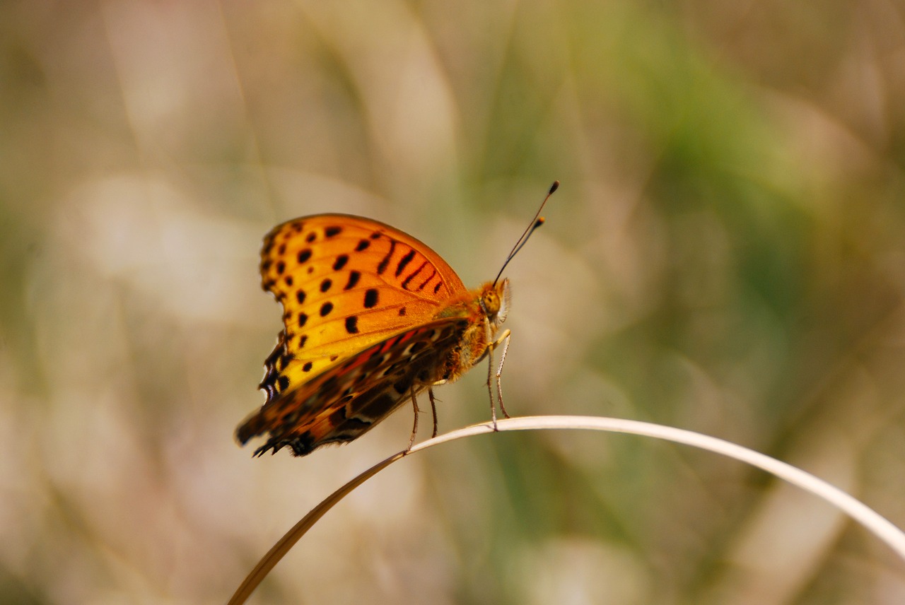 butterfly bug insect free photo