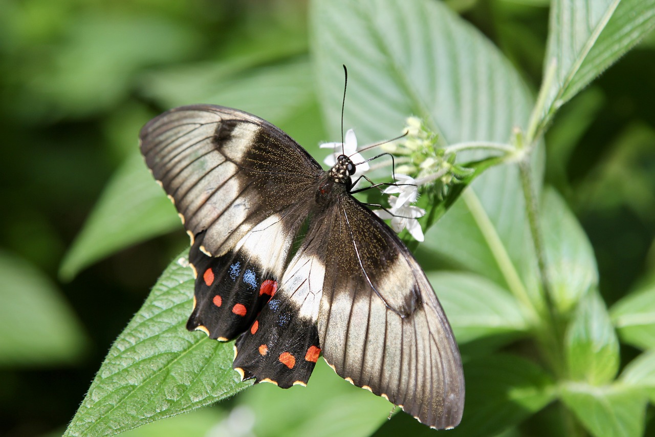 butterfly nature natural free photo