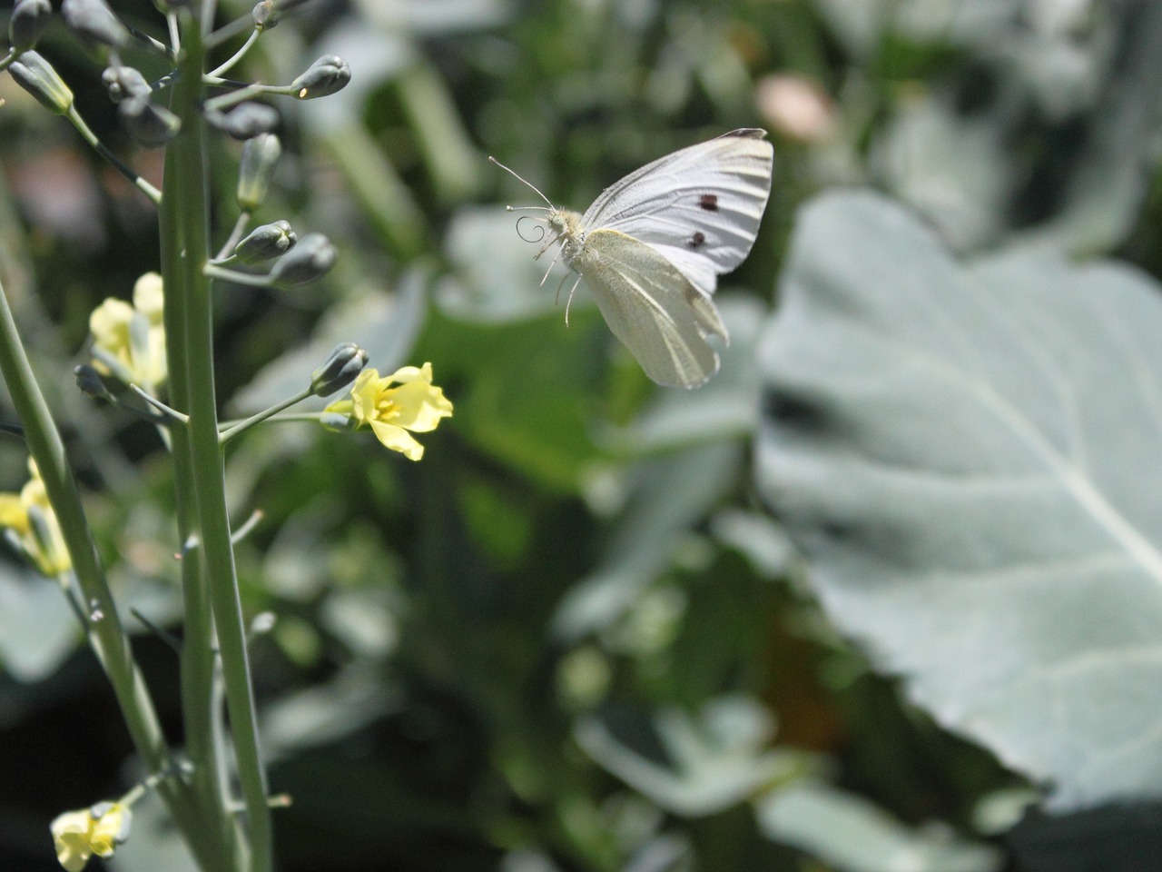 butterfly flower garden free photo