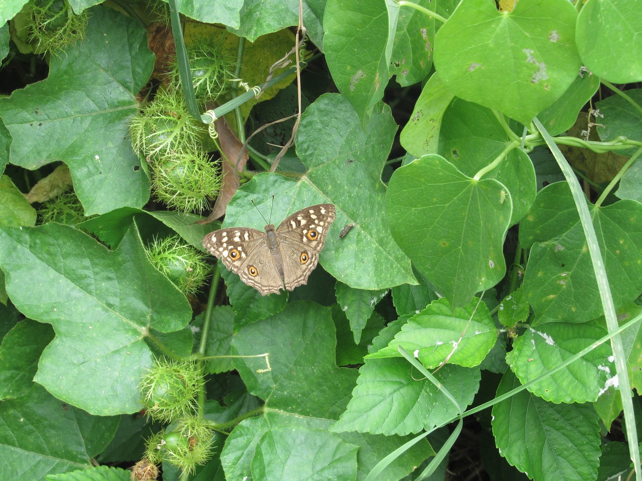 butterfly green leaves grey butterfly free photo