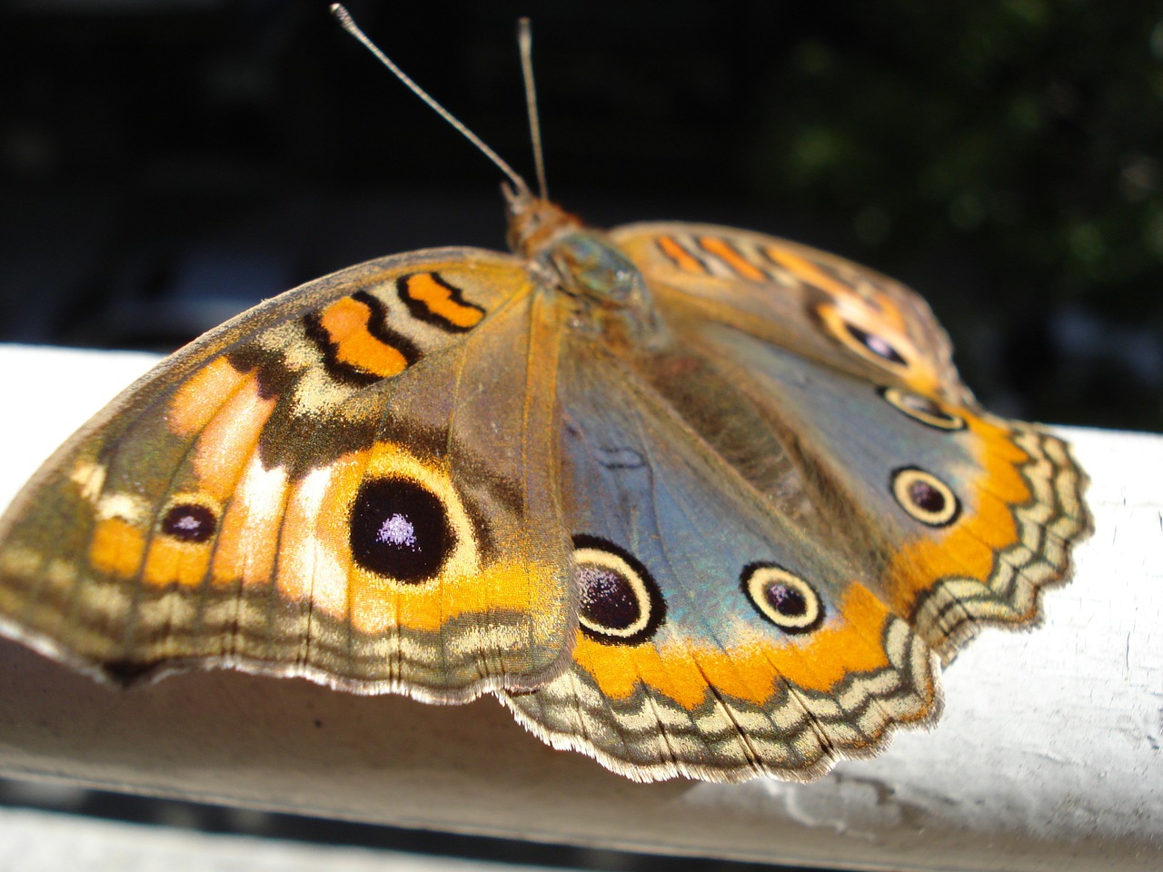 butterfly nature insect free photo