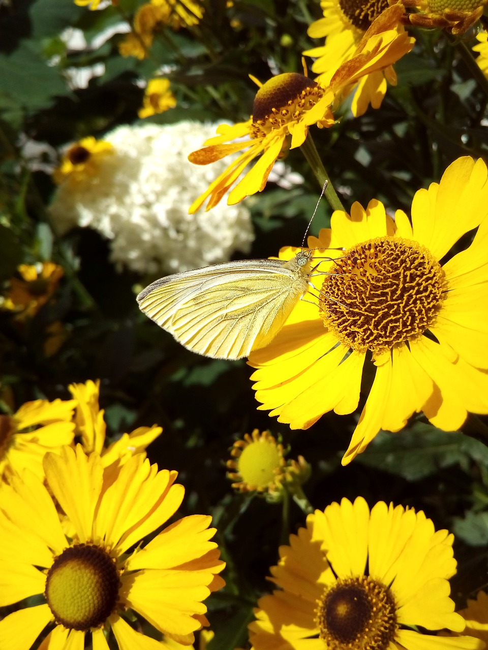 butterfly nectar flowers free photo