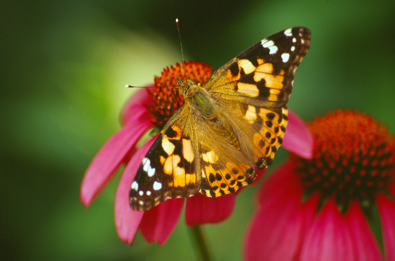 butterfly flower insect free photo