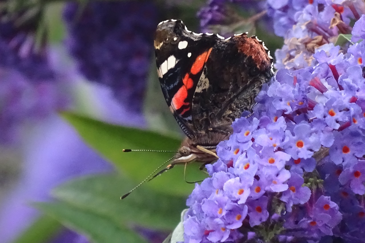 butterfly nature freedom free photo