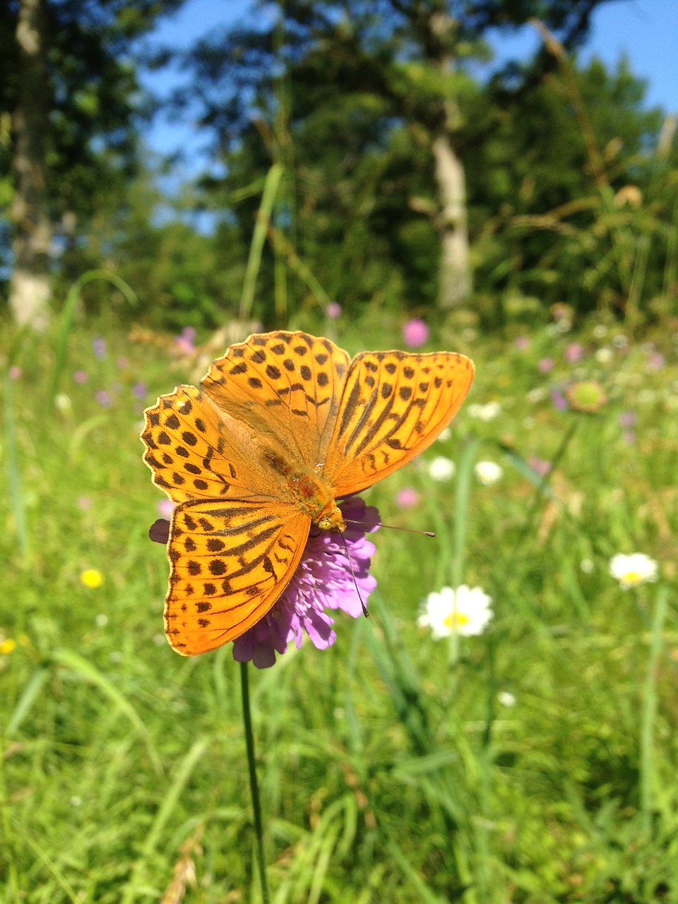 butterfly blossom bloom free photo