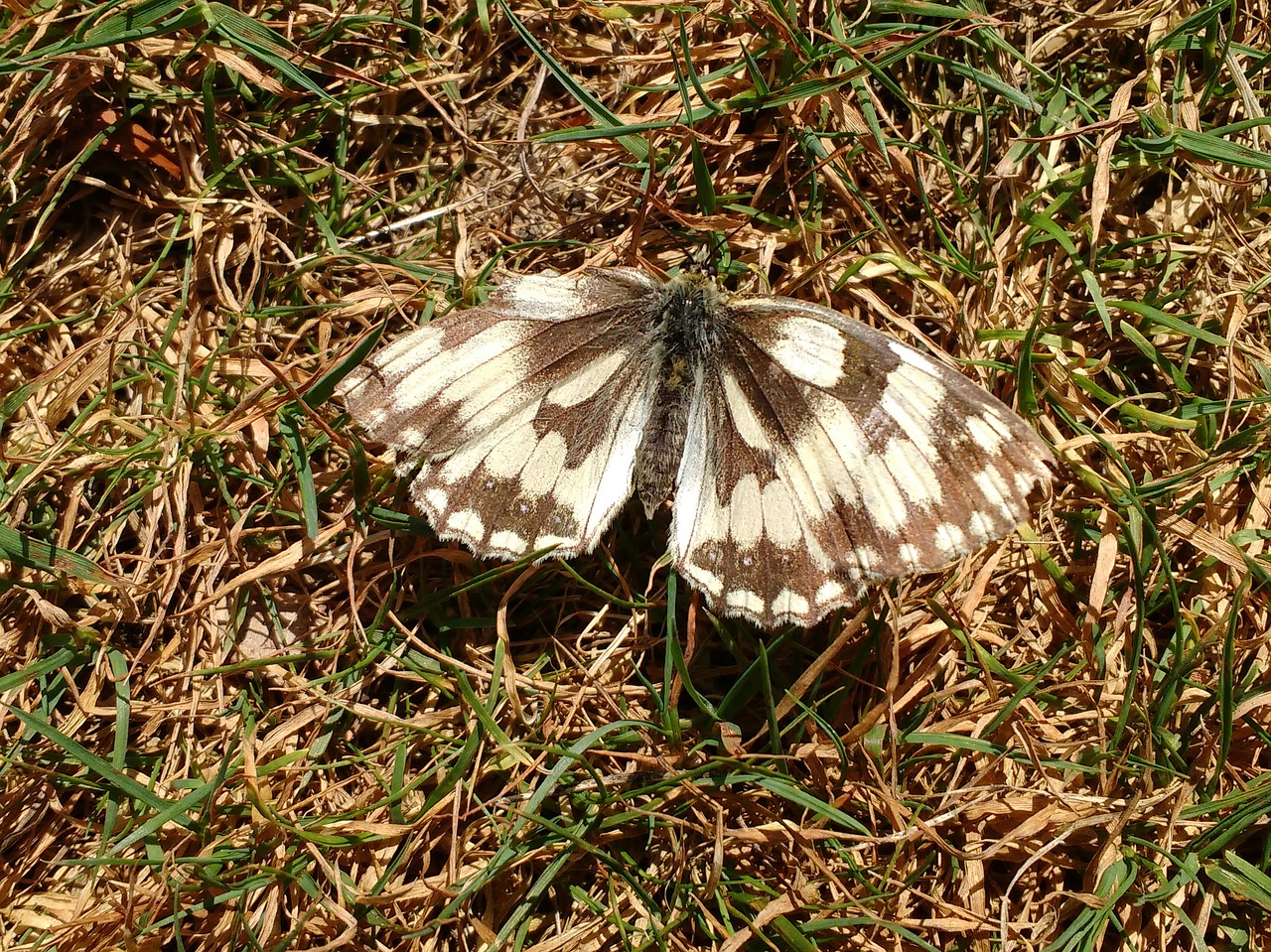 butterfly marbled white free photo