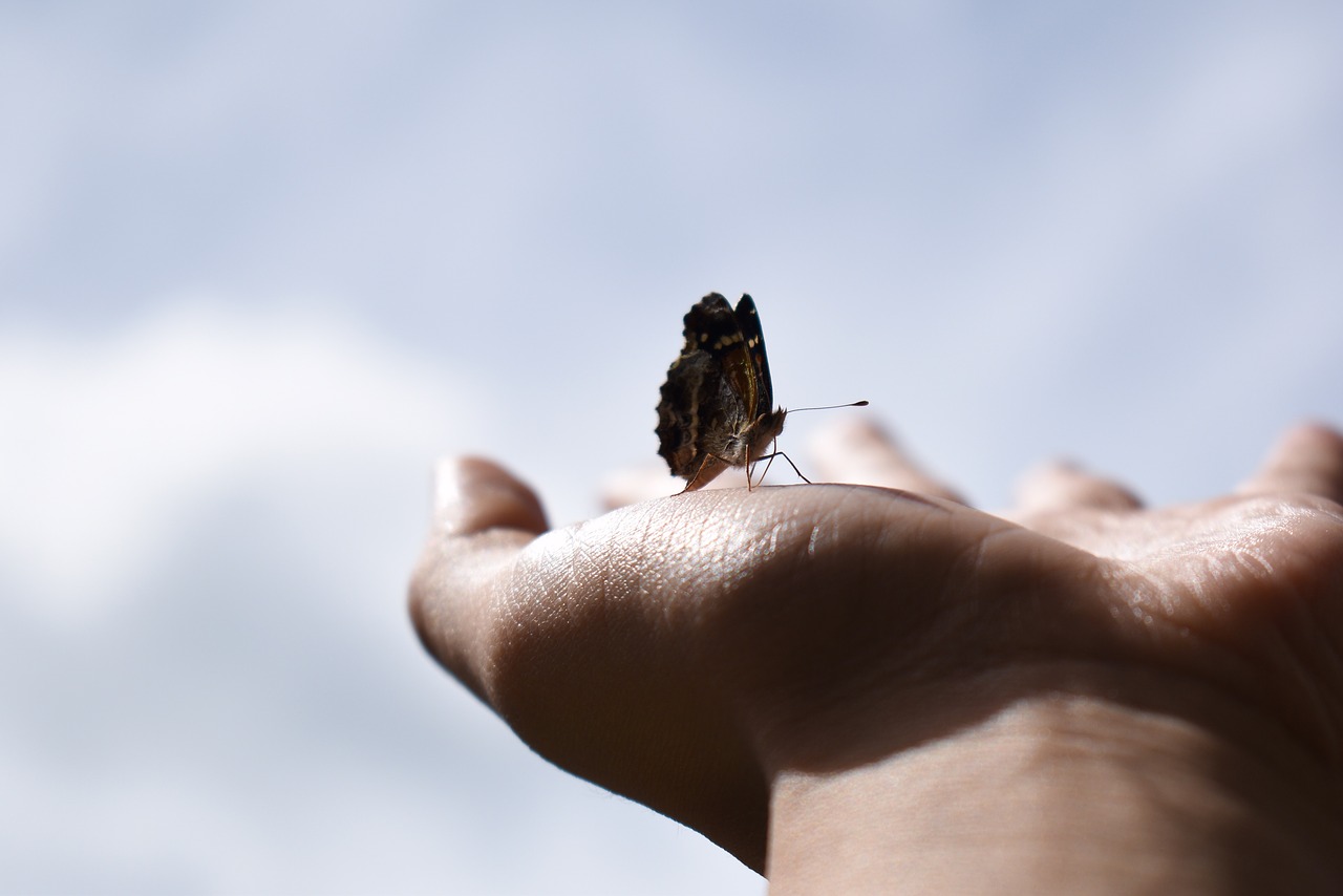 butterfly hand insect free photo