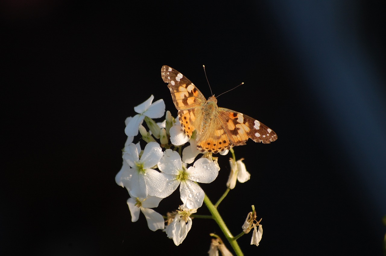 butterfly blossom bloom free photo