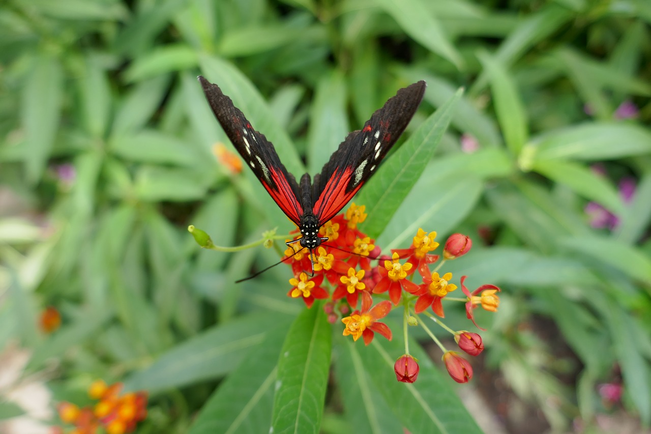 butterfly flower foliage free photo