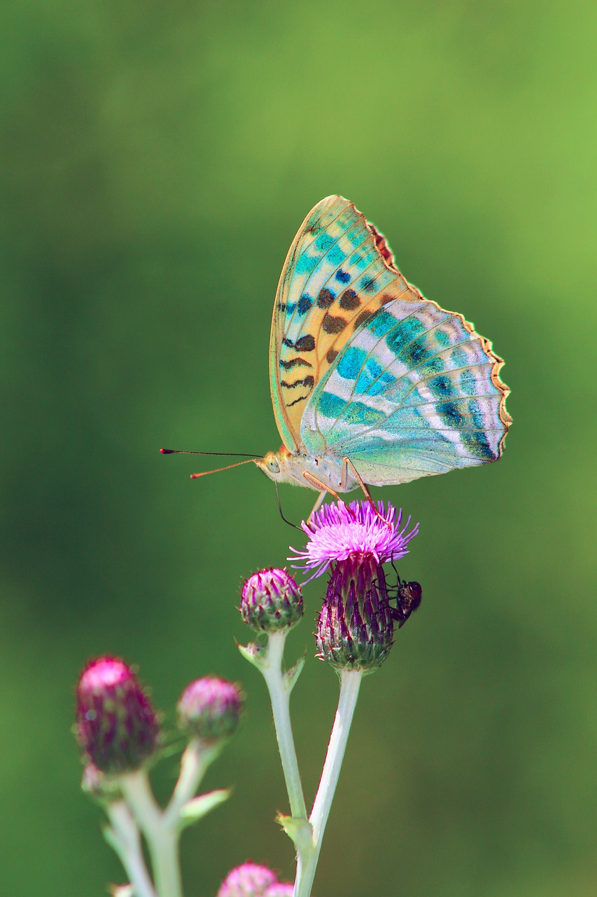 butterfly nature animal free photo