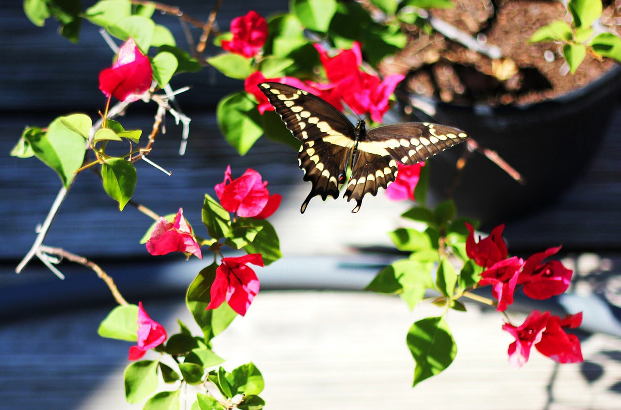 butterfly backyard bougainvillea free photo