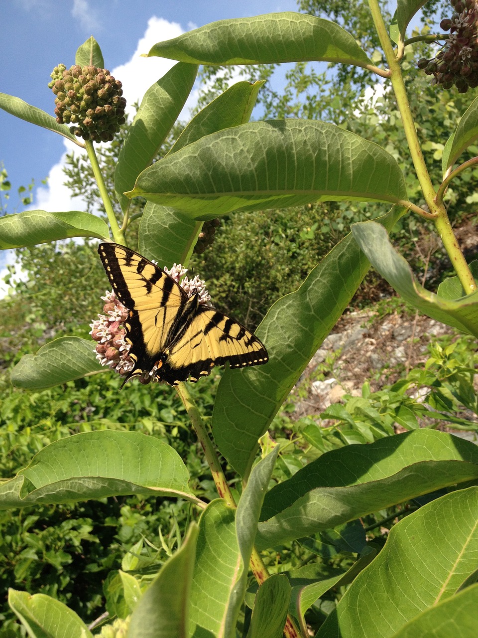 butterfly nature summer free photo