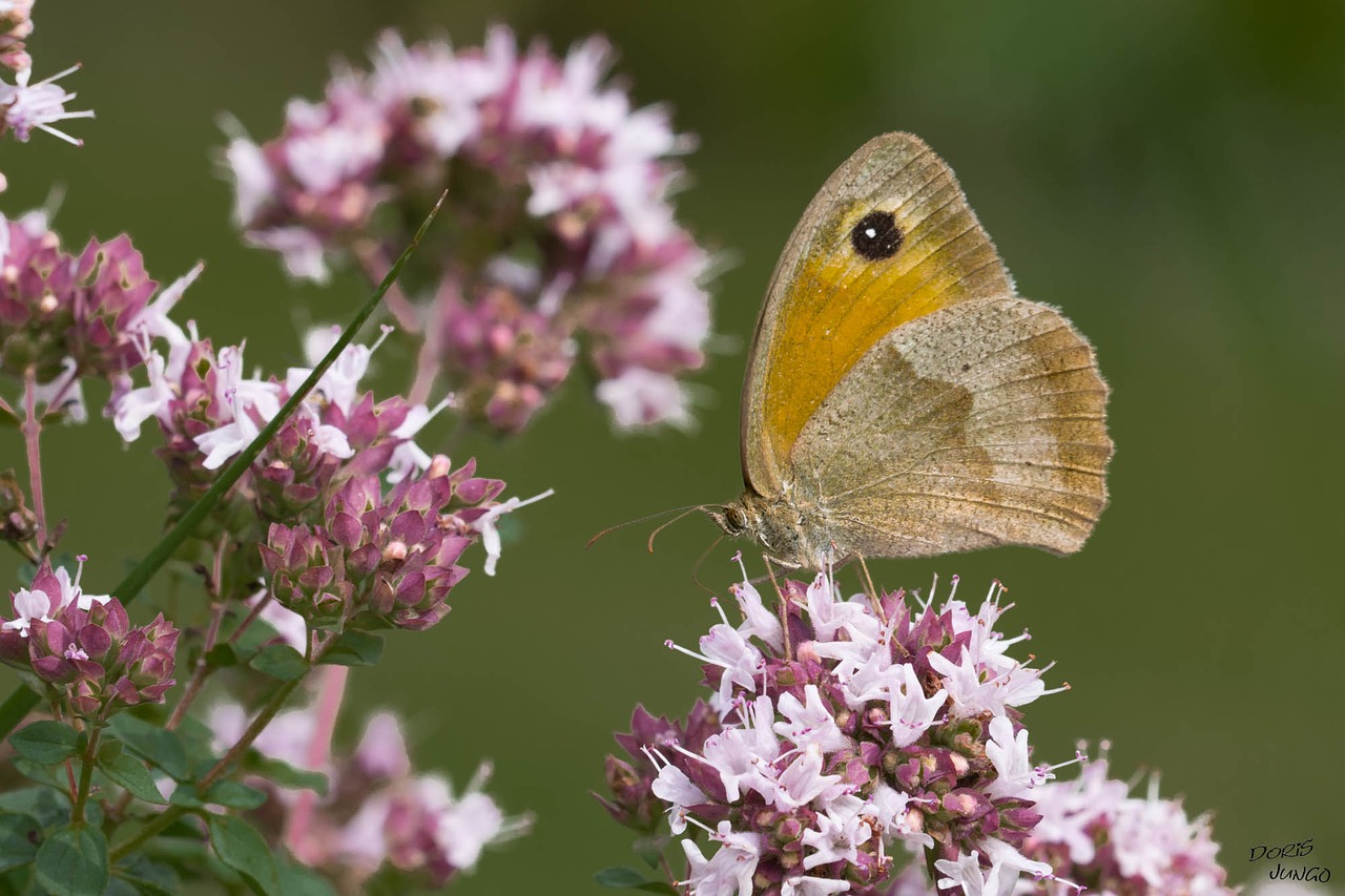 butterfly myrtil oregano free photo