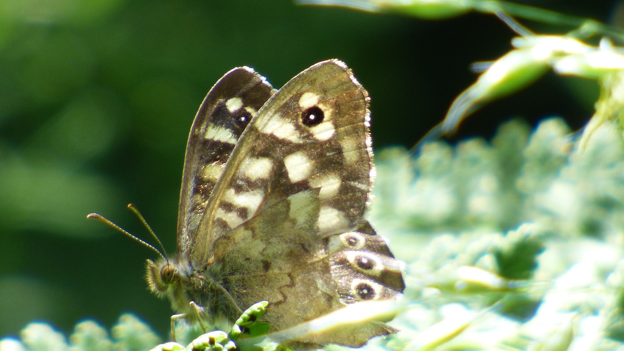 butterfly flower nature free photo