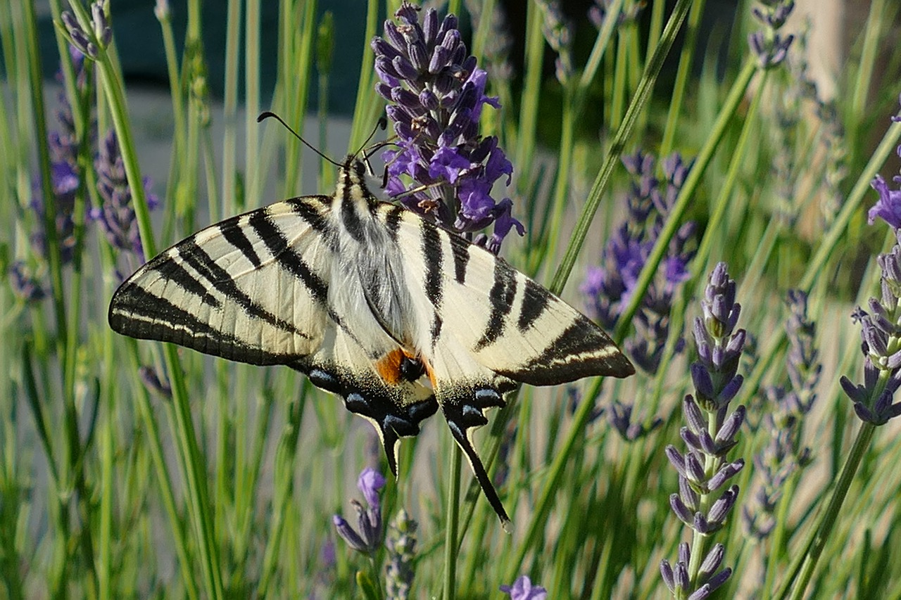 butterfly bug macaon free photo