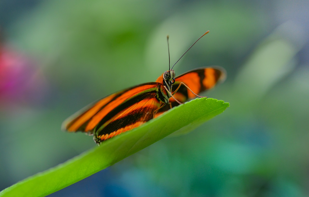 butterfly orange leaf free photo