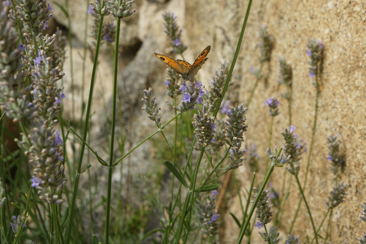 butterfly field insect free photo