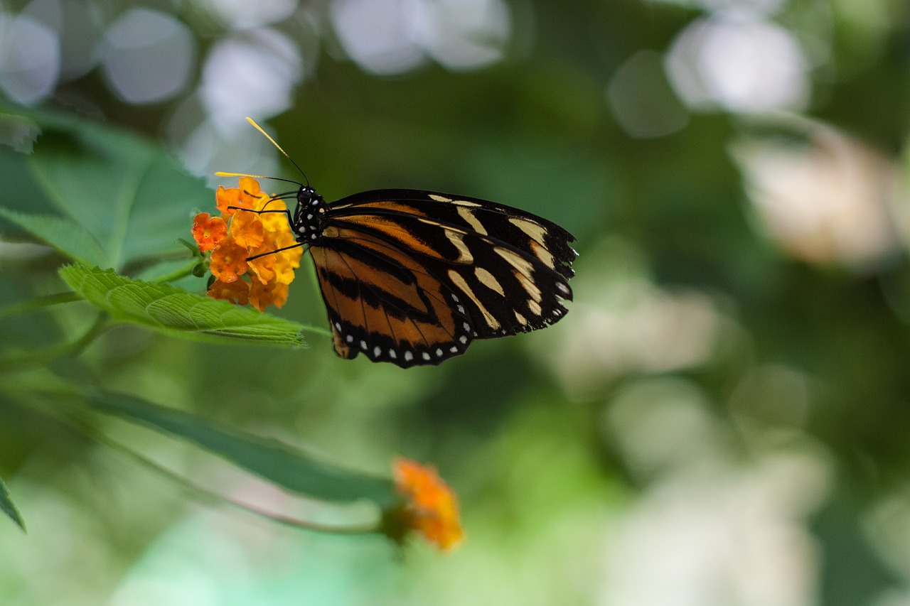 butterfly animal flower free photo