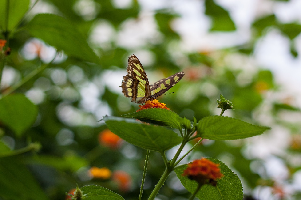 butterfly nature insect free photo