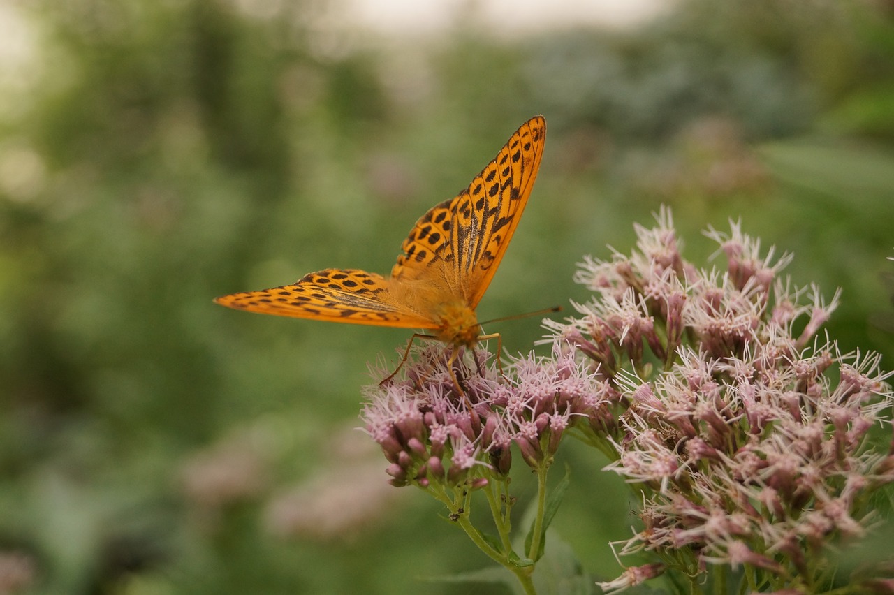 butterfly orange nature free photo