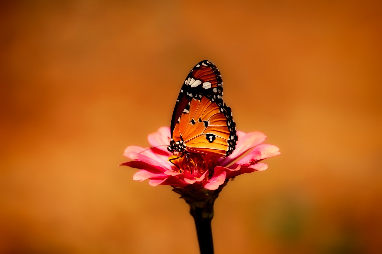 butterfly insect flower free photo