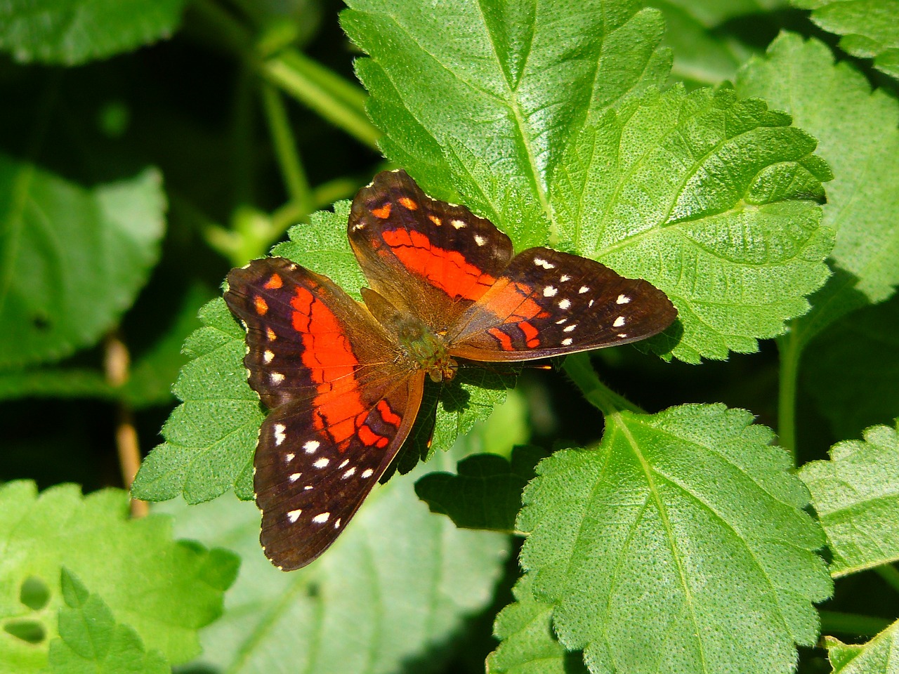 butterfly animal insect free photo