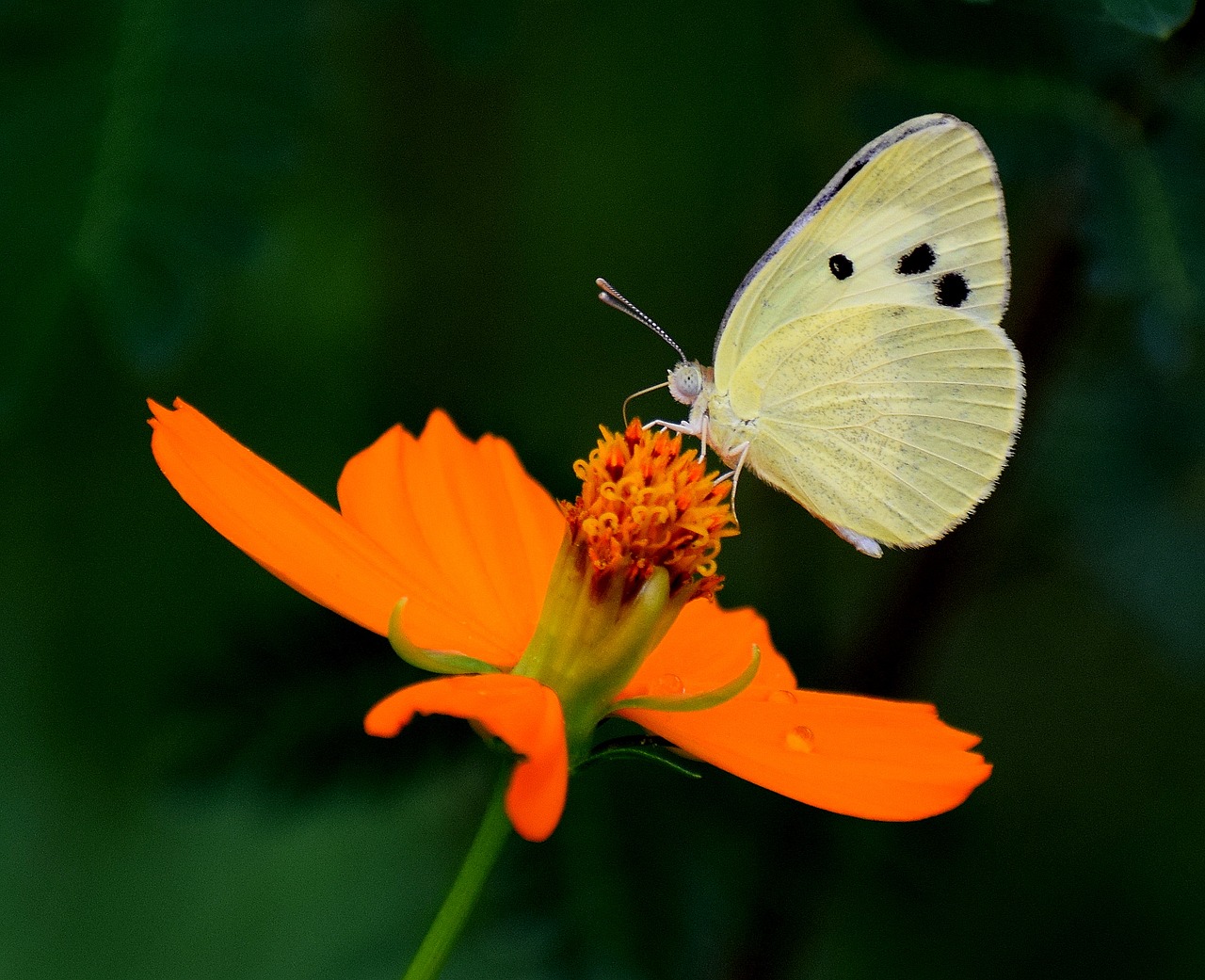 butterfly color flower free photo