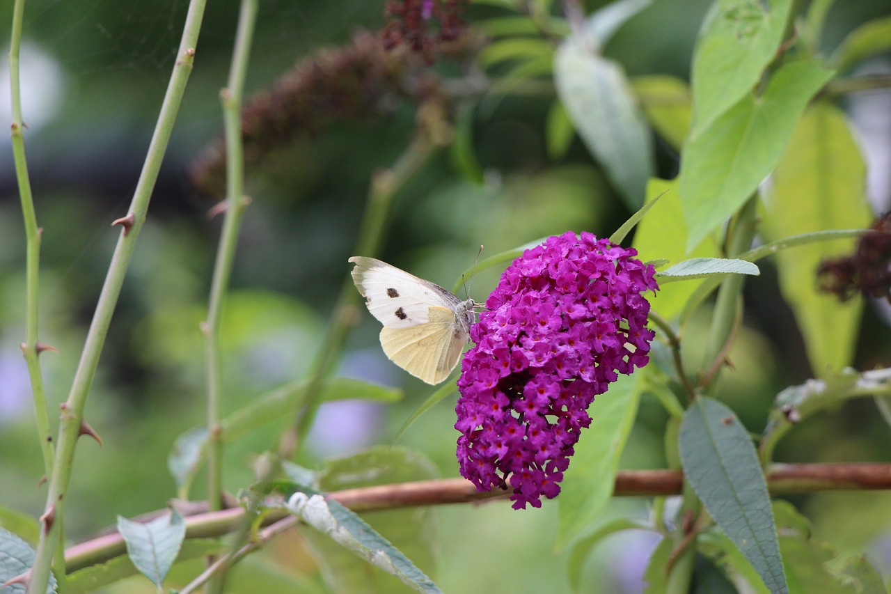 butterfly blossom bloom free photo