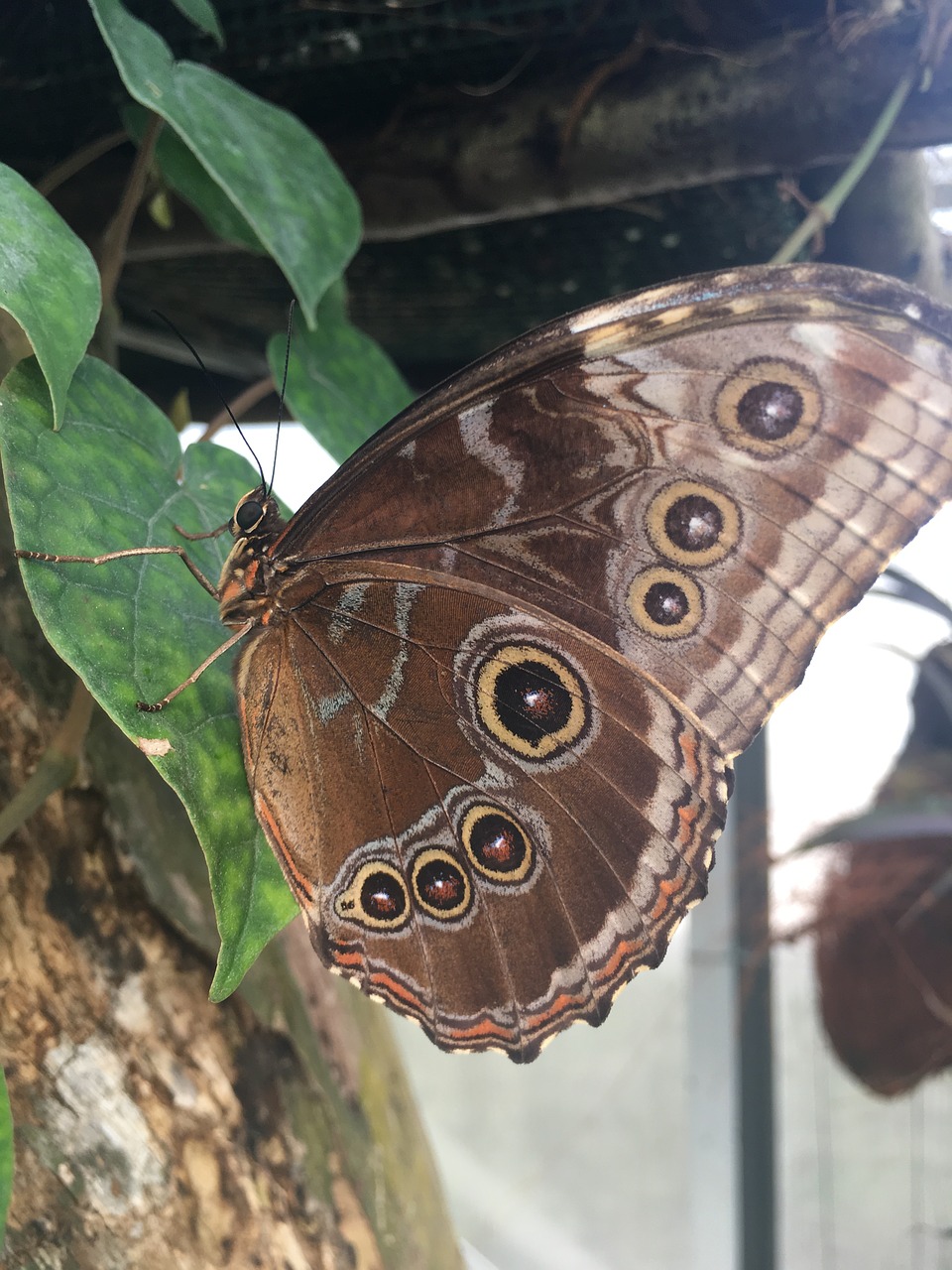 butterfly nature environment free photo