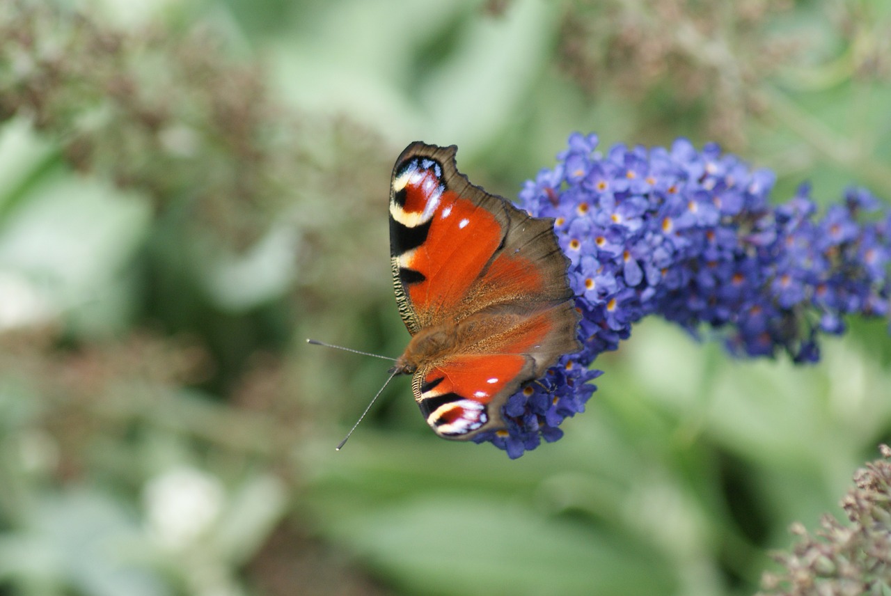 butterfly nature insects free photo