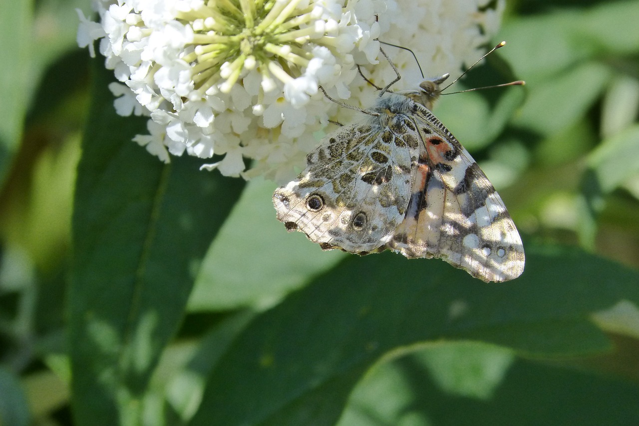 butterfly nature butterfly wings free photo