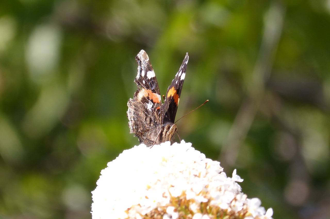 butterfly nectar insect free photo