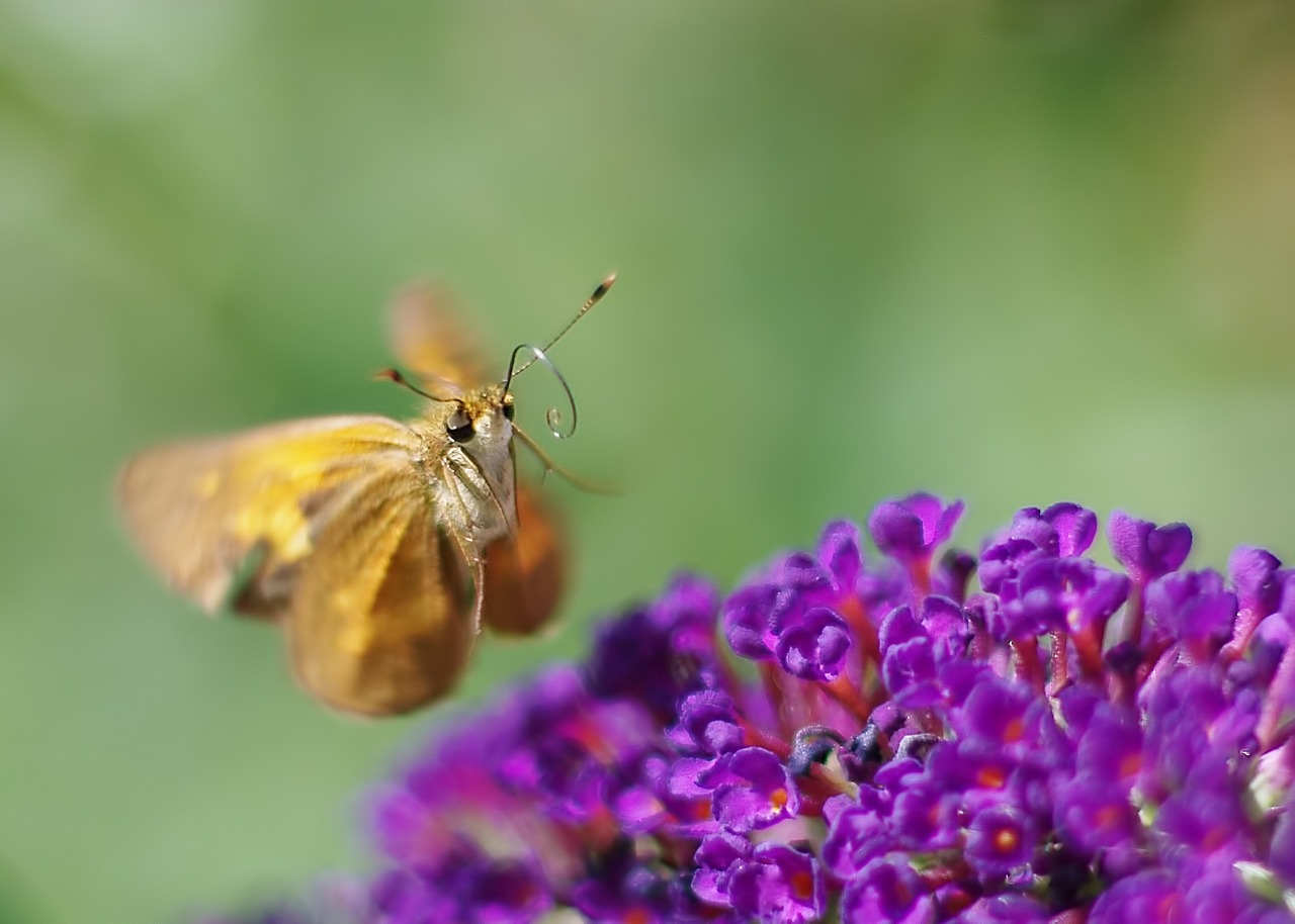 butterfly insect wing free photo