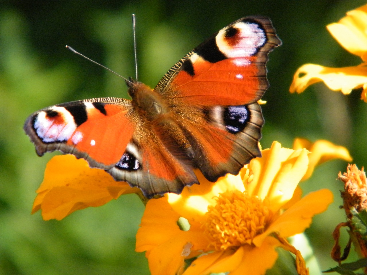 butterfly blossom bloom free photo