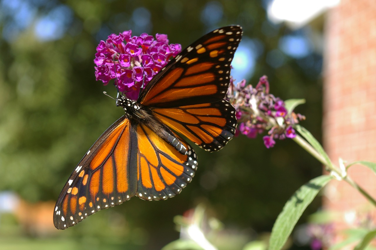 butterfly monarch bush free photo