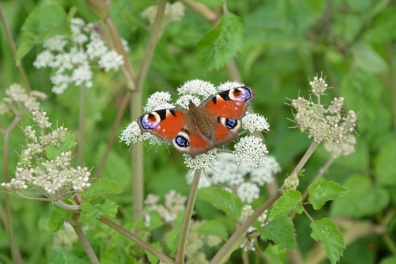 butterfly color flower free photo