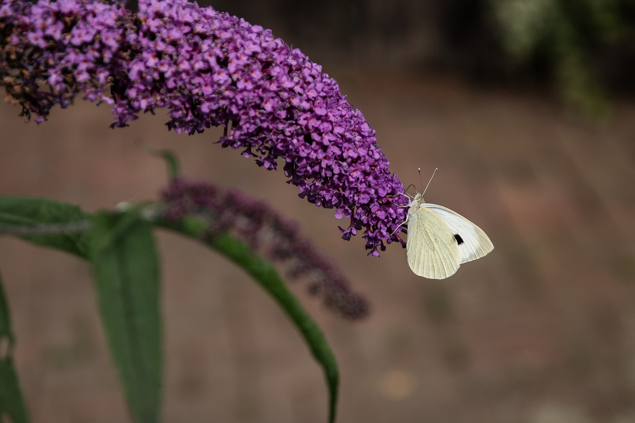 butterfly nature insect free photo