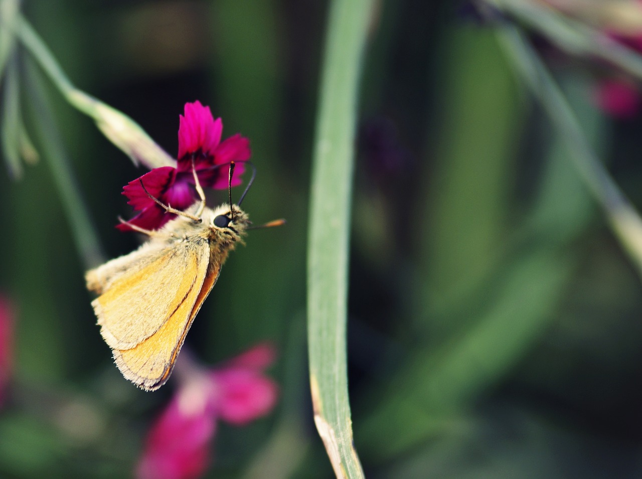 butterfly flower summer free photo