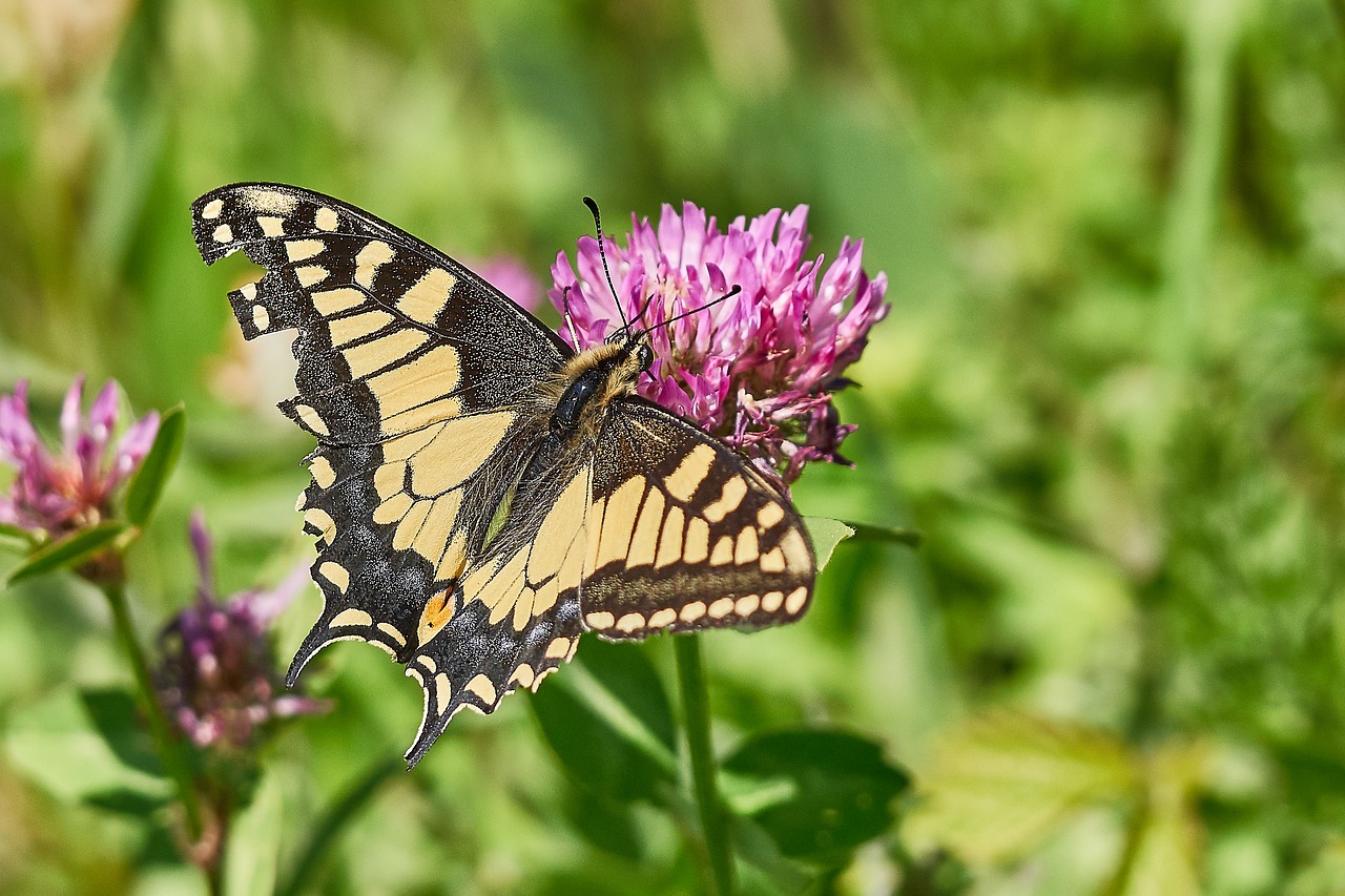 butterfly nature insect free photo