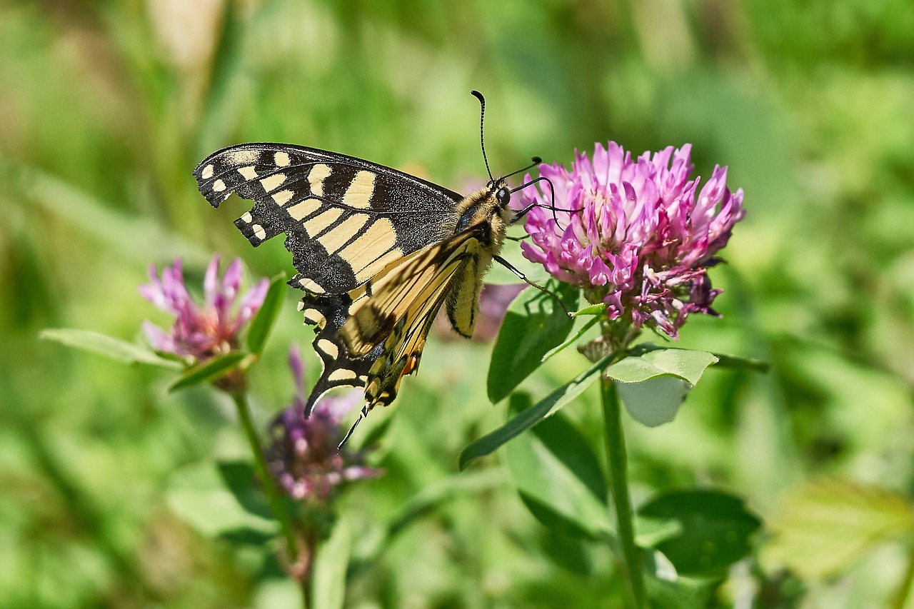 butterfly nature insect free photo