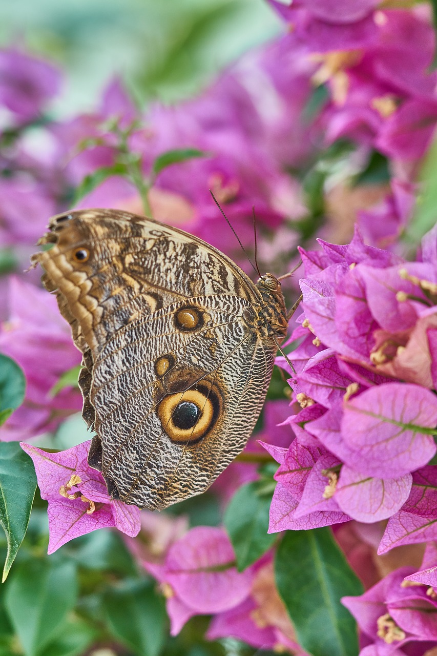 butterfly nature insect free photo