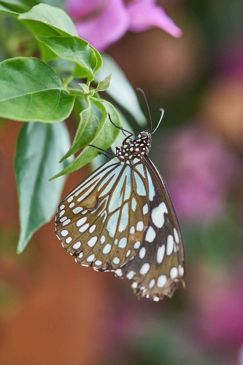 butterfly nature insect free photo