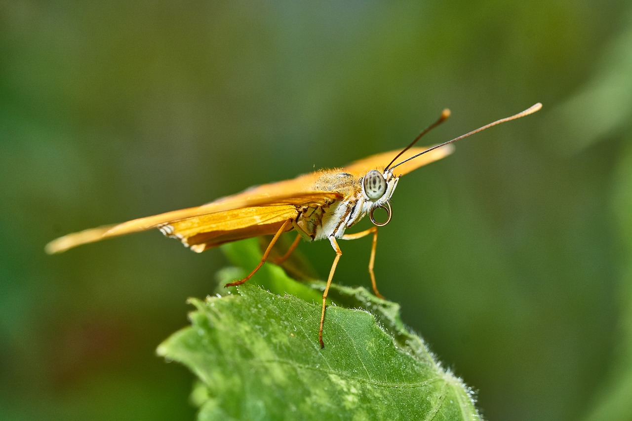 butterfly nature insect free photo