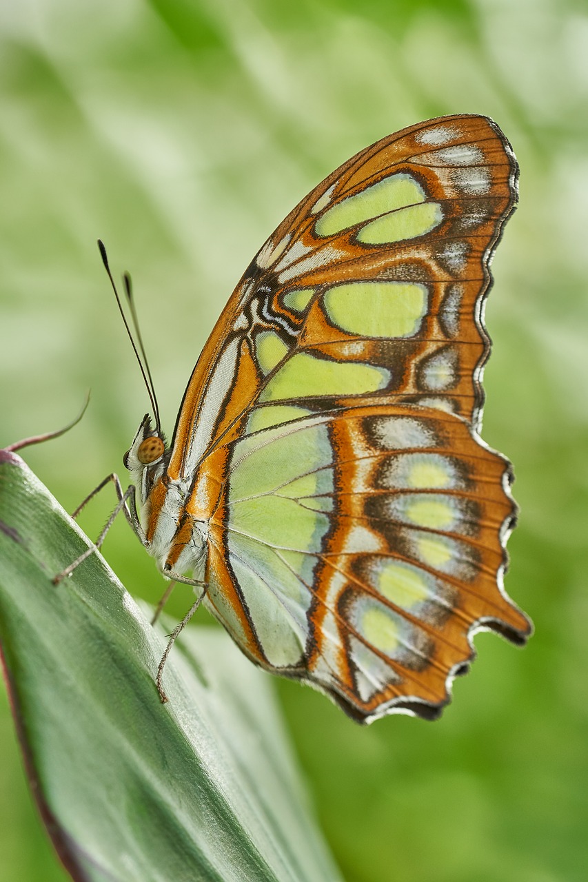 butterfly nature insect free photo