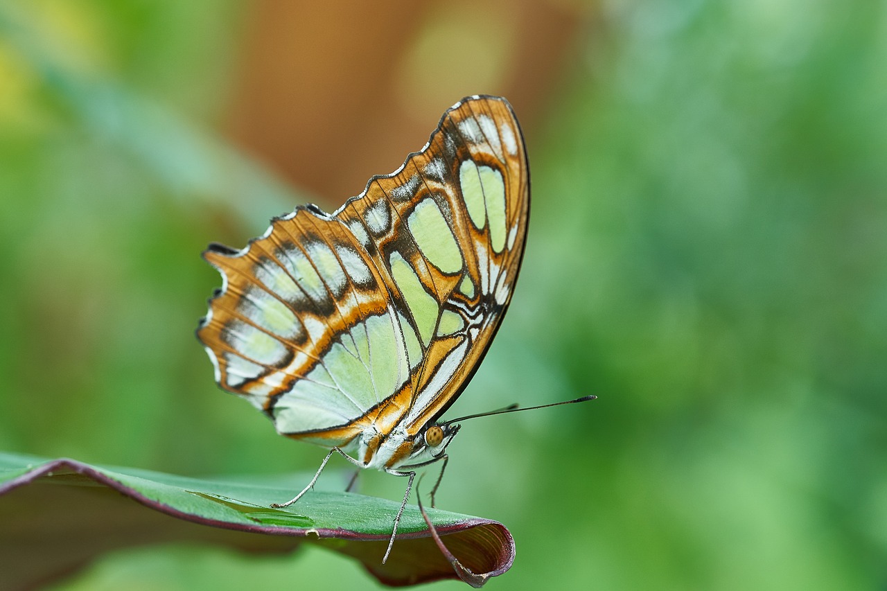 butterfly nature insect free photo