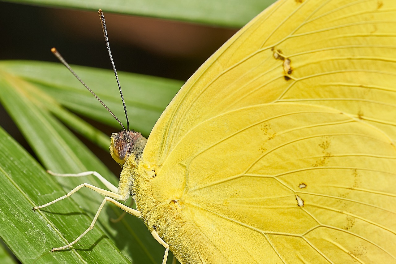 butterfly yellow nature free photo