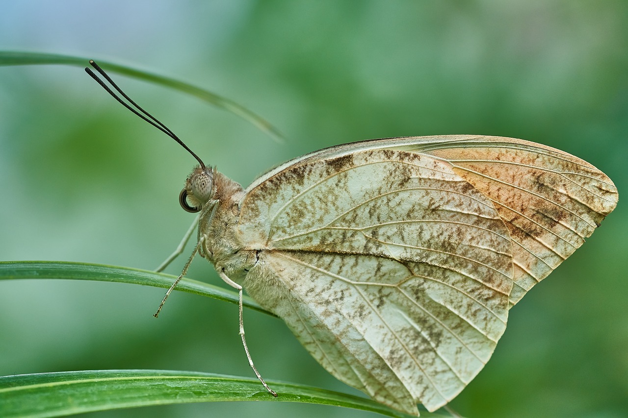 butterfly nature insect free photo