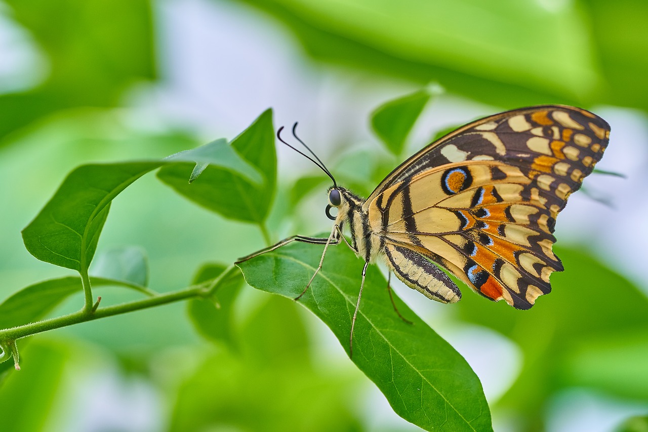 butterfly nature insect free photo