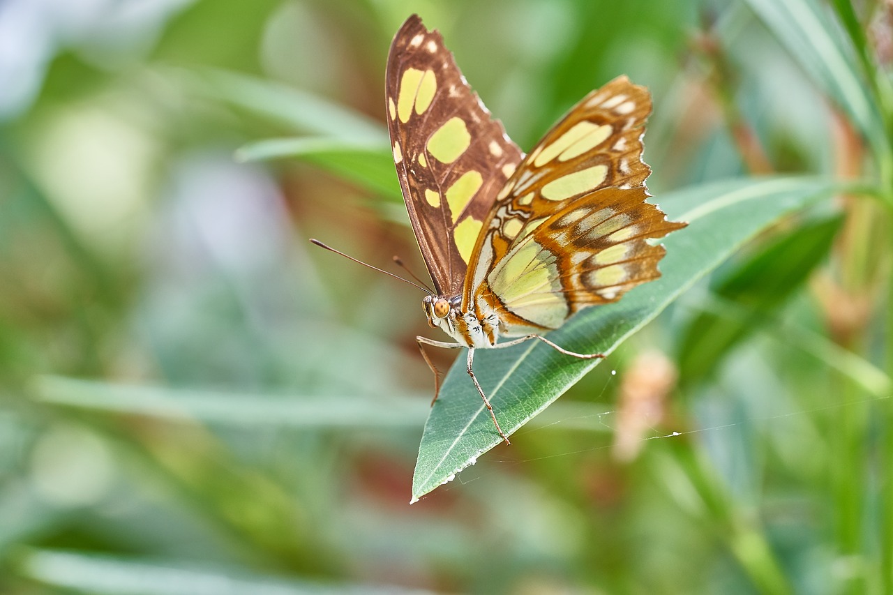 butterfly nature insect free photo