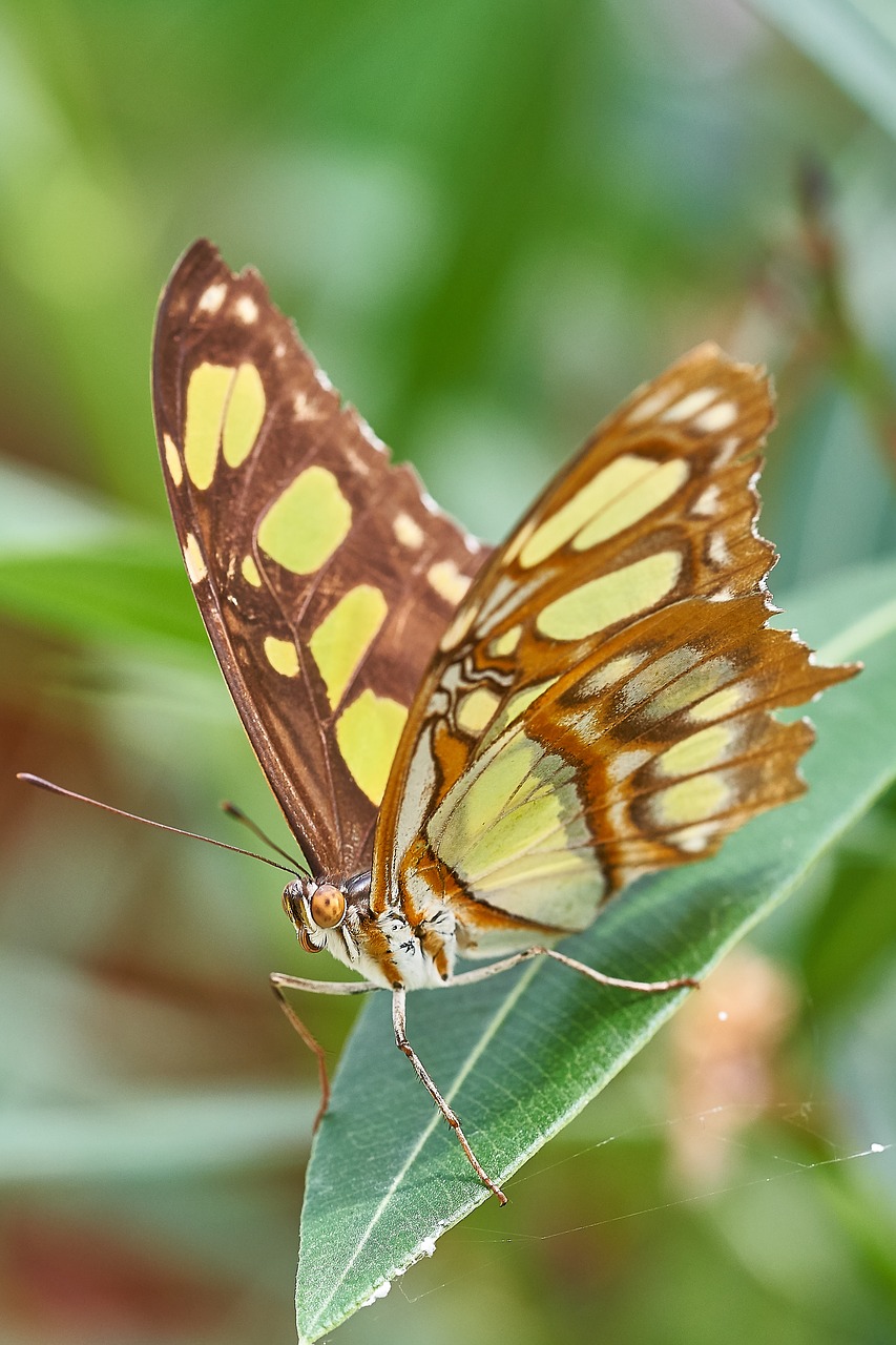 butterfly nature insect free photo